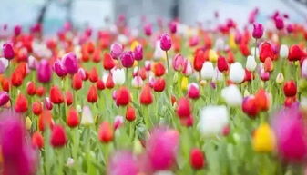 郁金香花海中的爱与自由象征意义具体体现在哪些方面