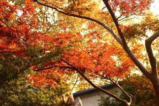 寻找北方的枫叶之美