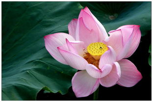 睡莲花在各大花卉市场者阝有卖吗？