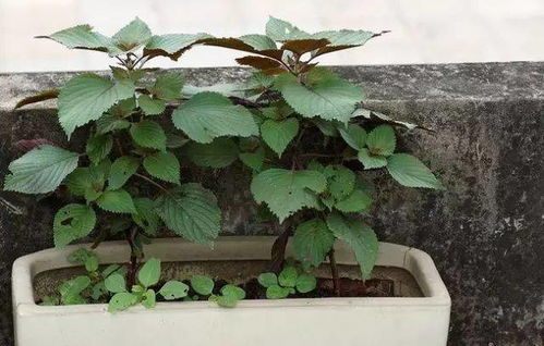 四、植物生长激素的作用