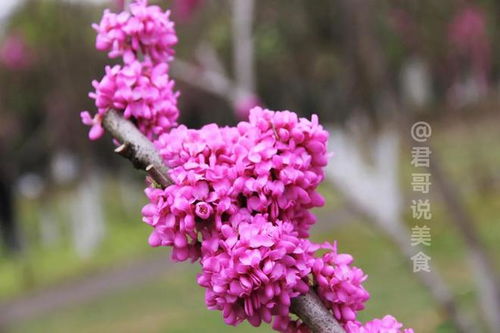 这花儿，真是美得不像话