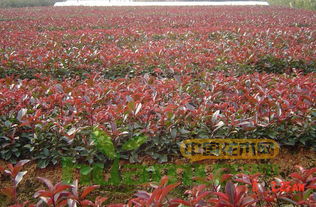 移栽后的注意事项