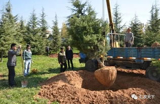 绿化苗木成活率的重要性