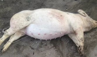 初产母猪死胎增多，饲料营养搭配合理吗