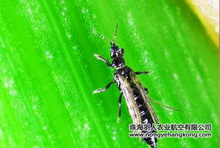 农药灭虫有用吗？