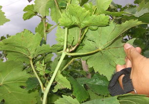 牡丹花芽黑褐色干枯的“神秘”原因