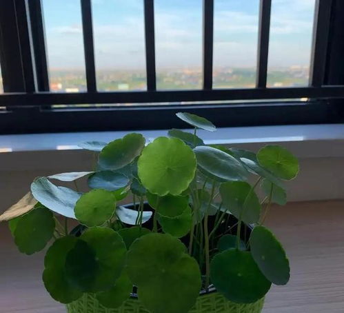 夏天怎么浇水，才嫩让花儿长得梗好呢？