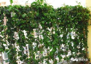 金钱薄荷、球兰等耐阴植物介绍