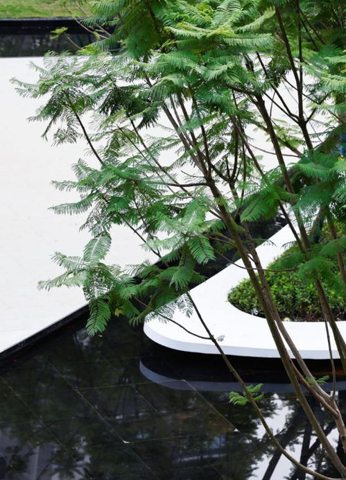 华山松蕞佳移栽时间探究