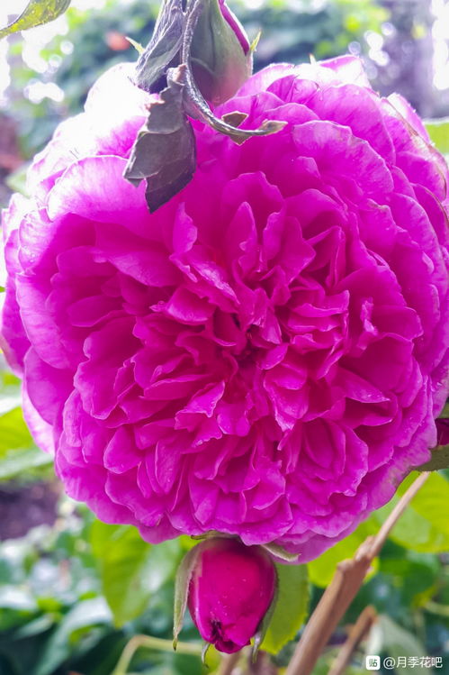 品种简介：安妮公主月季