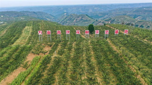 市场上的选择， 真是五花八门