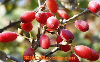 别小堪松针， 它可是播种的好帮手