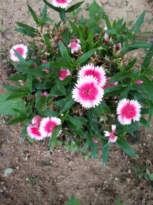 低纬度的花花们