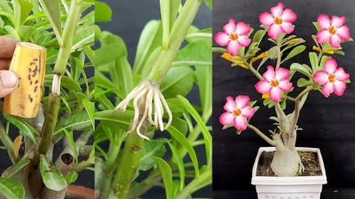 优点一：活率高