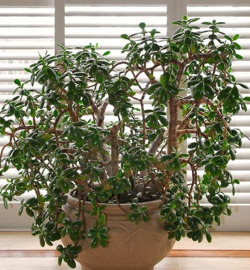 光照条件：充足光照， 促进生长