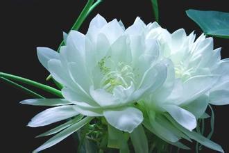 对比案例， 效果显著