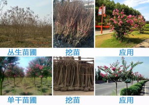 月季树桩种植：让月季根系与树桩完美融合的小技巧