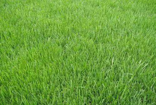 一、 绿萝：室内装修的绿意点缀