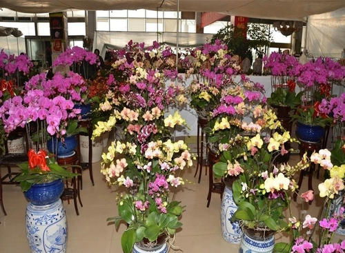 蝴蝶兰的栽植与管理