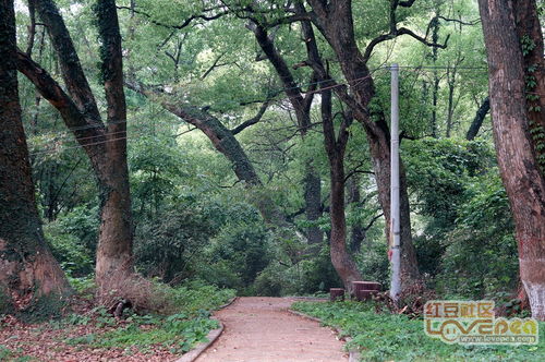 湖北咸宁林场育苗失败原因