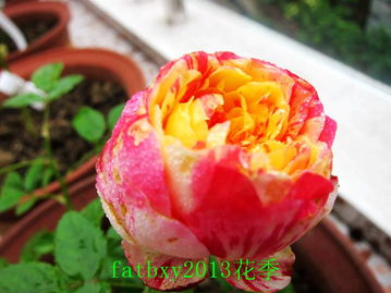 狂欢派对月季的美丽邂逅