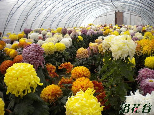 药用菊花的繁殖大揭秘：播种、扦插还是分株？