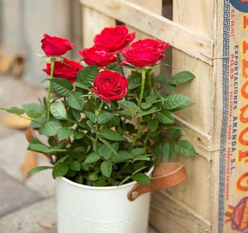 土壤板结的解决方法