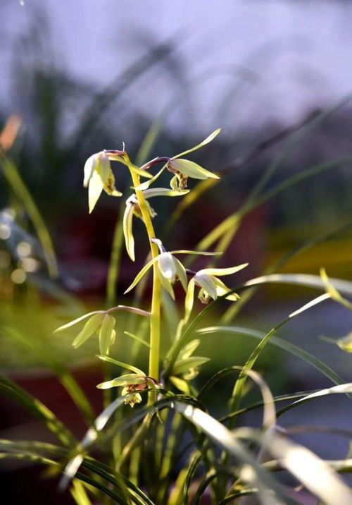 蕙兰水培第一步：培养环境选择