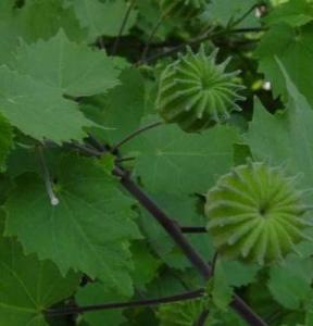 锦葵：阳光充足， 耐寒耐旱