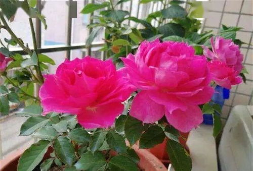 阳光不足， 如何开花