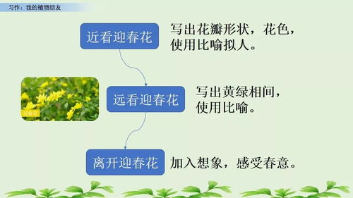 植物养护心得分享：我的成长之路