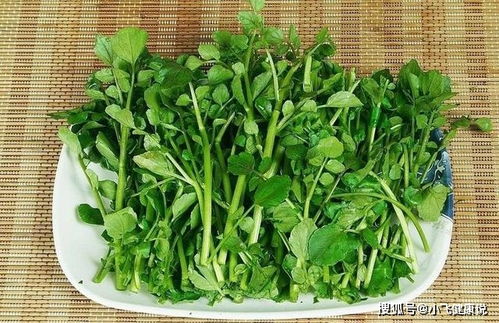 西洋菜水里种，种子培育新宠！