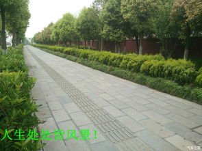 马路边种啥花草存活率高？北方干燥气候的植物选择