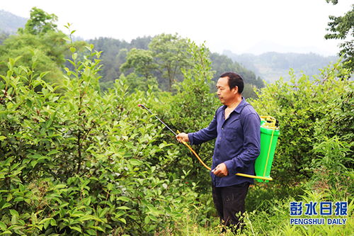 油茶专业施肥，高效管护服务尽在油茶之家