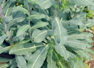 锦绣瀚方板蓝根苗后除草剂的使用方法