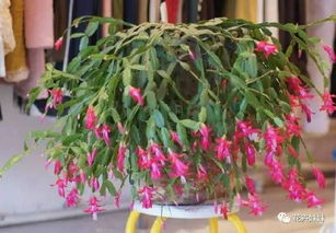 蟹爪兰烂根的痛苦经历，你遇到过吗？