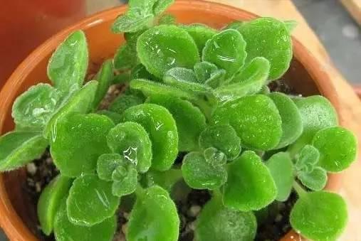 土壤的选择与施肥