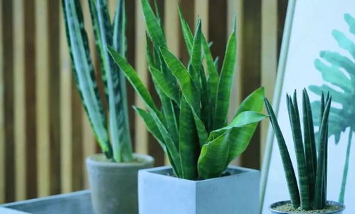 耐旱抗盐碱花卉种植， 北方绿化新选择