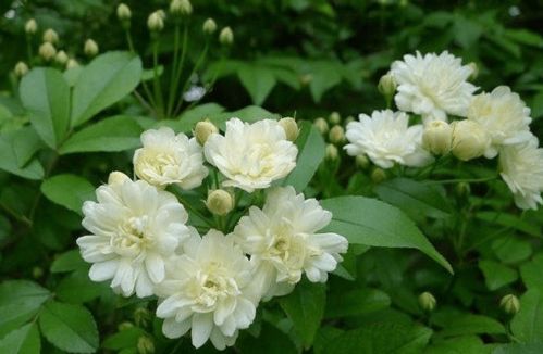 木香花与蔷薇的区别