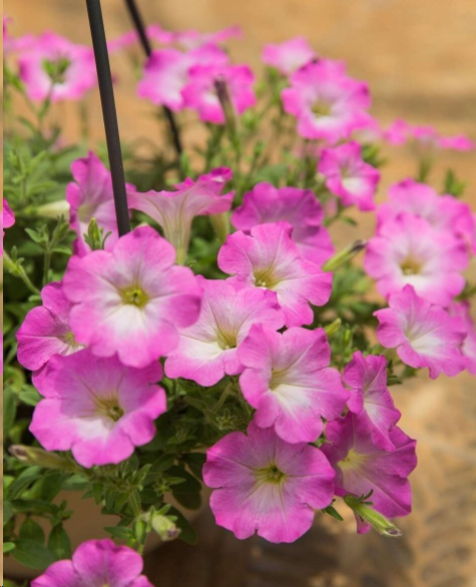 有机物收集——土壤的精华