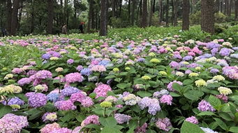 三色堇：五彩斑斓， 美丽动人