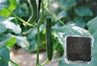 专家建议，农民得听