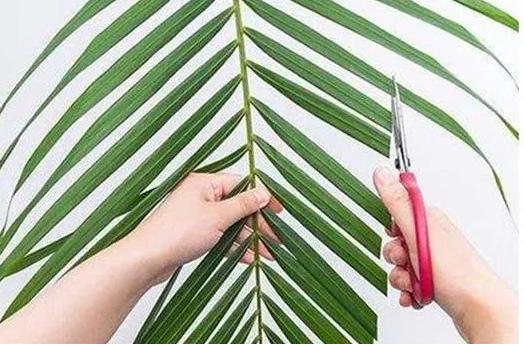 散尾葵怎么养才能旺盛？如何让它枝繁叶茂