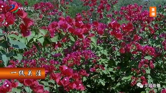 广西湿热气候下的花海世界