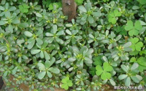 西兰花种植时间：春末夏初