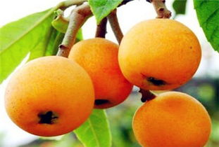 贵州的经济作物种植前景