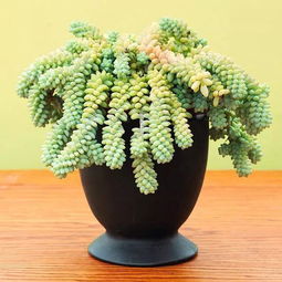 室内养什么植物？这几种又好看又好养
