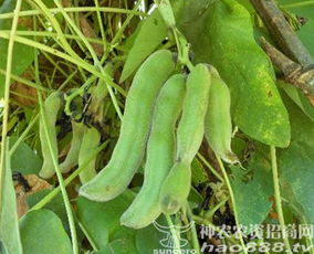 豆锈病：豆类作物的“健康杀手”