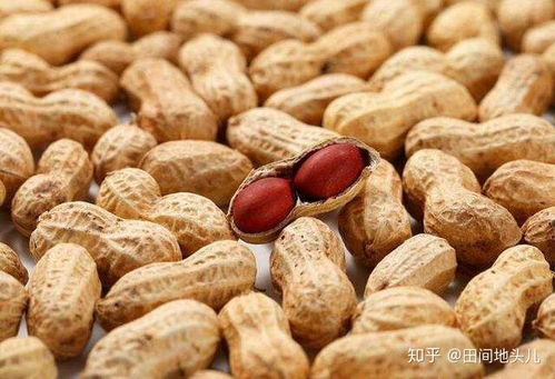 大球盖菇冬季如何越冬？如何保证其安全过冬