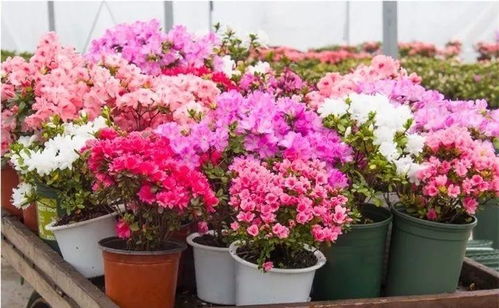 越冬秘籍——东北花卉的“过冬之道”